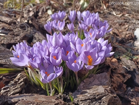 Крокус этрусский "Цваненбург" (Crocus etruscus "Zwanenburg")