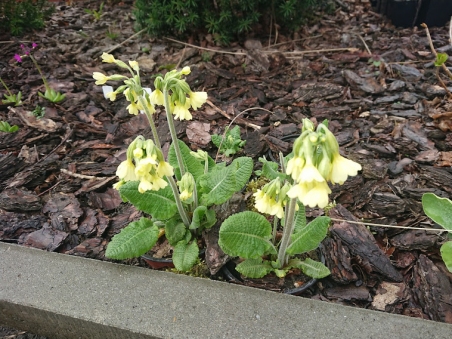 Первоцвет высокий (Primula elatior)