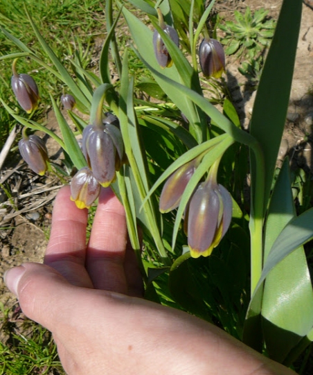 Рябчик ува вульпис (Fritillaria uva vulpis)