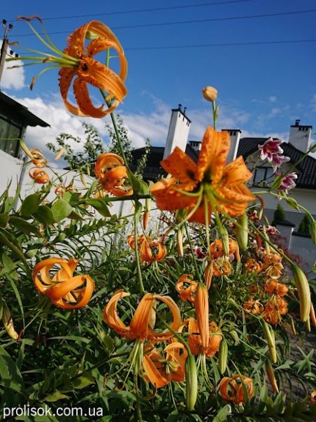 Лілія Генрі (Lilium henryі)