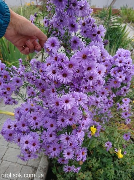 Астра новобельгийская "Мари Баллард" (Aster (Symphyotrichum) novi-belgii "Marie Ballard")