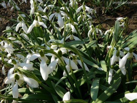 Подснежник белоснежный (Galanthus nivalis)