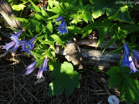 Горечавка ластовневая (Gentiana asclepiadea)