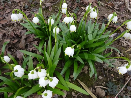 Белоцветник весенний (Leucojum vernum)