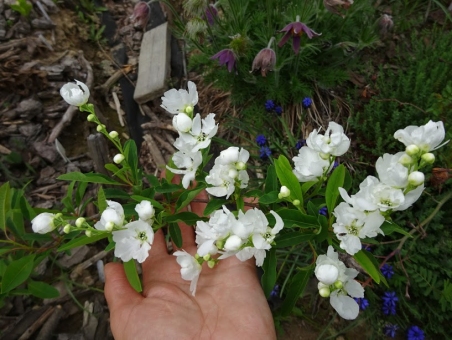 Екзохорда Королькова (Exochorda korolkowii)