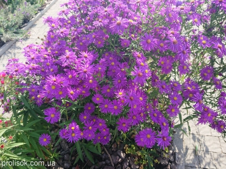 Астра новоанглийская "Виолетта" (Aster novae-angliae "Violetta")