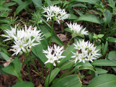 Цибуля ведмежа, або Черемша (Allium ursinum)