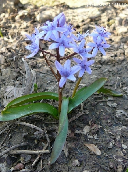 Пролеска двулистная (Scilla bifolia)