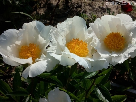 Пион "Кринклед Уайт" (Paeonia "Krinkled White")