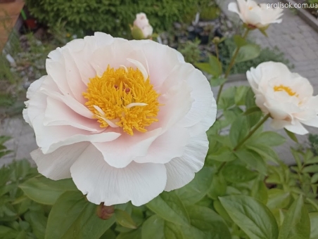 Пион "Блашинг Принцесс" (Paeonia "Blushing Princess")