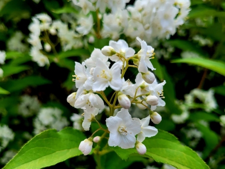 Дейція витончена (Deutzia gracilis) або Жилолист