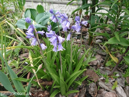 Гиацинтоид испанский "Блю" (Hyacinthoides hispanica "Blue")