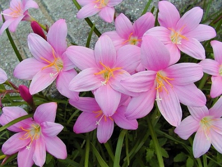 Зефирантес килеватый (Zephyranthes carinata Herb.)