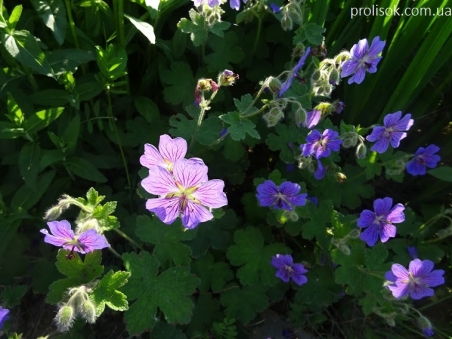 Герань Ренарда "Филипп Вапель" (Geranium renardii "Philippe Vapelle")