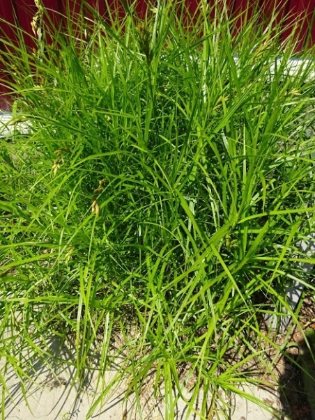 Осока пальмолистная (Carex muskingumensis)