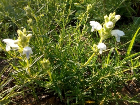 Змієголовник аргунський "Фуджі Вайт" (Dracocephalum argunense "Fuji White")