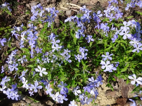 Флокс растопыренный голубой (Phlox divaricata blue)