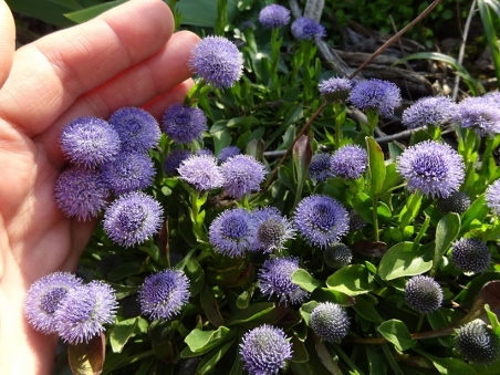 Глобулярия точечная (Globularia bisnagarica L.) 