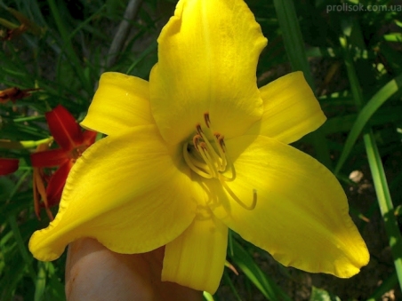 Лилейник "Голден Тайм" (Hemerocallis "Golden Time")