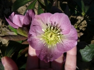 Морозник гибридный ЛС "Блю Лейди" (Helleborus × hybridus LS "Blue Lady")