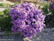 Айстра чагарникова "Леді Ін Блу" (Aster dumosus (Symphyotrichum) "Lady in Blue")