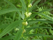 Купена мутовчатая (Polygonatum verticillatum)