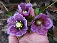 Морозник гибридный "Харвингтон Пинк Спеклед" (Helleborus x hybridus "Harvington Pink Speckled")