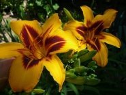 Лилейник "Бонанза" (Hemerocallis "Bonanza")