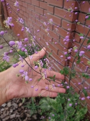 Василистник Делавая (Thalictrum delavayi)