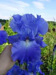 Півники бородаті "Вікторія Фолс" (Iris "Victoria Falls")