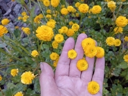 Лютик ползучий "Флоре плено" (Ranunculus repens f. flore-pleno)