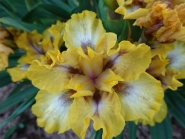 Півники бородаті карликові "Вайд Оупен" (Iris pumila "Wide Open")