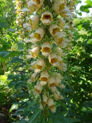 Наперстянка іржава (Digitalis ferruginea)