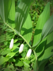 Купена душистая (Polygonatum odoratum)