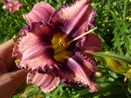 Лілійник "Макбет" (Hemerocallis "Macbeth")