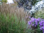 Міскантус китайський "Клейн Фонтан" (Miscanthus sinensis "Kleine Fontaine")