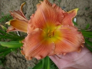 Лілійник "Колорадо Мун Фає" (Hemerocallis "Colorado Moon Fire")