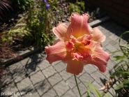 Лилейник "Лэйси Дойли" (Hemerocallis "Lacy Doily")