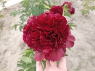 Півонія "Коммандо" (Paeonia "Commando")