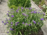 Традесканция виргинская (Tradescantia virginiana)