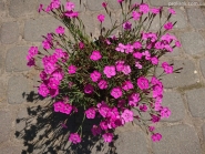 Гвоздики дельтовидні (Dianthus deltoides)