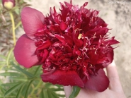 Пион "Берст оф Джой" (Paeonia "Burst of Joy")