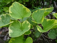 Бруннера великолиста "Хадспен Крім" (Вrunnera macrophylla "Hadspen Cream")