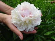 Півонія "Блаш Куін" (Paeonia "Blush Queen")