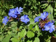 Цератостигма плюмбагоподібна (Ceratostigma plumbaginoides)