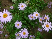 Айстра альпійська (Aster alpinus)