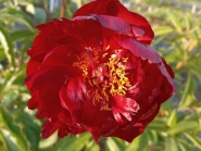 Пион "Червоный Оксамит" (Paeonia "Chervonyi Oksamyt")