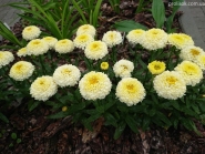 Королиця "Луна" (Leucanthemum x superbum "Luna")