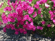 Гвоздика сизая "Неон Стар" (Dianthus gratianopolitanus "Neon Star")