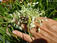 Цибуля кілювата гарненька ф. альба (Allium carinatum subsp. pulchellum f. album)